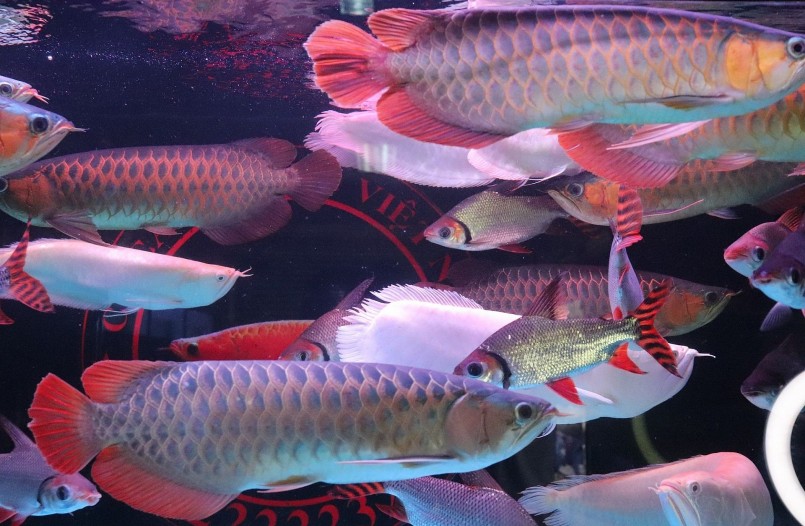 Anh trí sở hữu trại nuôi cá rộng hàng nghìn m2 với nhiều loại cá khác nhau và sẵn sàn hỗ trợ người có cùng đam mê.