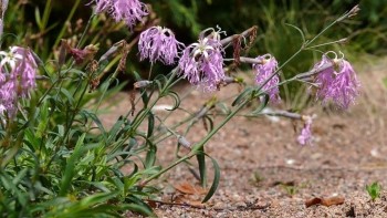 Tác dụng của cù mạch