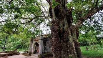 Kinh ngạc với cây thị trên 600 tuổi thân rỗng chứa cả chục người, lá xanh mướt quanh năm