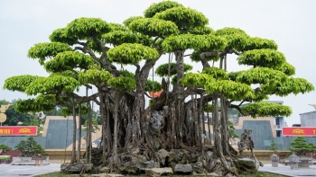 Vì sao dân chơi cây cảnh vẫn mê mẩn dòng sanh, thị trường từng dậy sóng với siêu cây tiền tỷ?