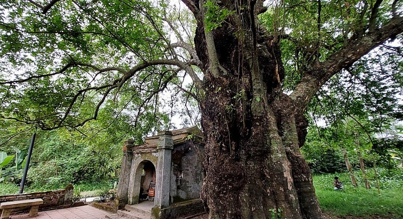 Cây thị trên 600 tuổi ở Làng cổ Phước Tích.