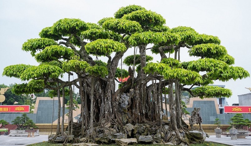 Những doanh sanh cổ thụ từng dậy sóng thị trường cây cảnh với giá từ chục tỷ cho tới vài trăm tỷ đồng.