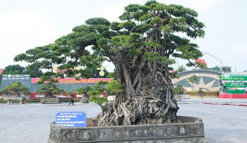 sanh cổ “Mộc thạch nghênh phong”