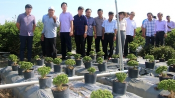 Đưa cây linh sam ra ruộng lúa bạt ngàn cả vạn cây, anh Sang bỗng trở nên giàu có