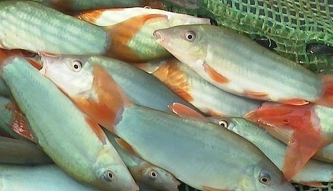 Cá lăng được thị trường ưa chuộng và có giá trị kinh tế cao. Cá lăng được thị trường ưa chuộng và có giá trị kinh tế cao.