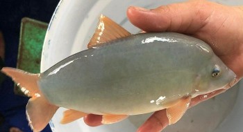 Bỏ phố về quê ném hơn nửa tỷ đào ao nuôi cá cảnh bị cho là đốt tiền, chàng trai bất ngờ tạo ra kỳ tích