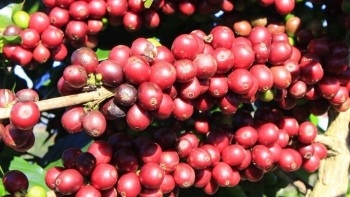 Giá nông sản hôm nay 13/7: Cà phê lao dốc chạm đáy 65.000 đồng/kg, hồ tiêu giảm chạm đáy 67.000 đồng/kg