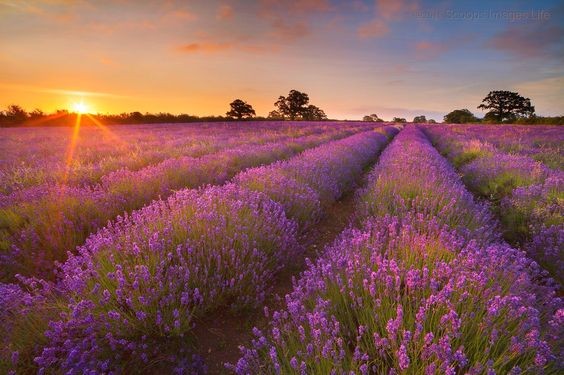 Ngoài vẻ đẹp say đắm lòng người hoa Oải Hương còn mang lại vô vàn lợi ích cho sức khỏe