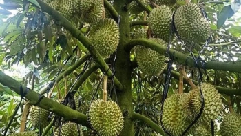 Hành trình tỷ đô của trái cây vua sầu riêng sẽ gian nan khi vẫn giữ tư duy chộp giật