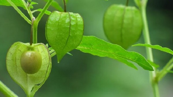 Loại quả mọc bờ mọc bụi, ở Việt Nam ít người ăn, sang nước ngoài bán 700.000 đồng/kg