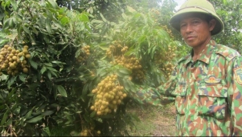 Hành trình 20 năm trở thành người trồng nhãn nhiều nhất tỉnh Hưng Yên với tuyệt chiêu tăng lợi nhuận