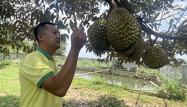 Vườn sầu riêng được canh tác theo phương pháp hữu cơ của anh Nguyễn Minh Hiếu (xã Phước Tín, thị xã Phước Long) luôn đảm bảo đầu ra và hiện chủ yếu xuất khẩu sang Trung Quốc
