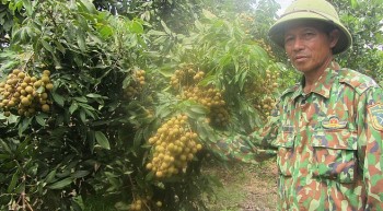 Hành trình 20 năm trở thành người trồng nhãn nhiều nhất tỉnh Hưng Yên với tuyệt chiêu tăng lợi nhuận