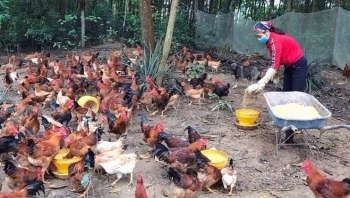 Tuyệt chiêu nuôi gà đồi lớn nhanh, thịt thơm chắc nịch nhờ được tránh stress ngày nắng nóng