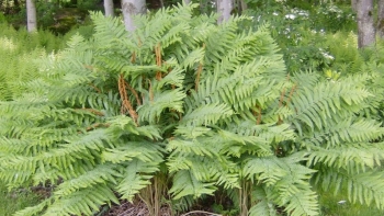 Cây mọc dại người miền núi thường ăn thay rau lại có nhiều công dụng với sức khoẻ