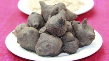 Tác dụng của củ gấu tàu