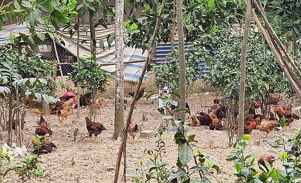 Gà đổi Phú bình được chăn thả tự nhiên cho chất lượng thịt thơm ngon, được thị trường ưa chuộng.