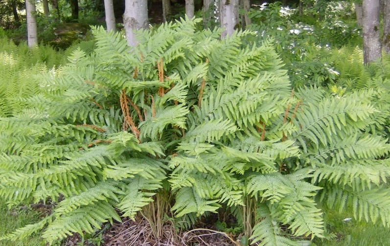 Cây dương xỉ thường được trồng làm cảnh Cây dương xỉ thường được trồng làm cảnh