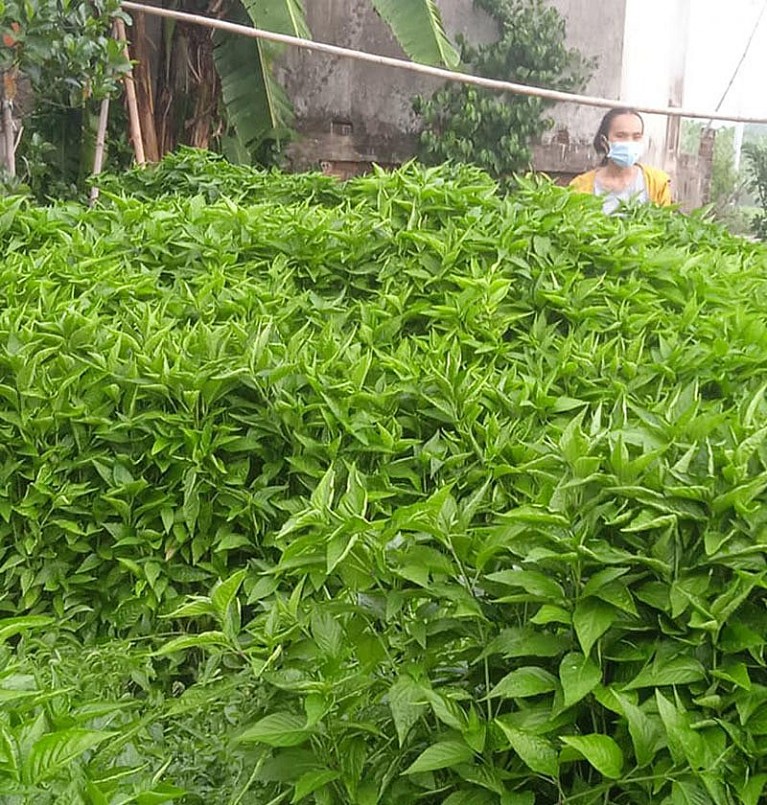 Cây lá cẩm trồng ở vườn nhà Cây lá cẩm trồng ở vườn nhà