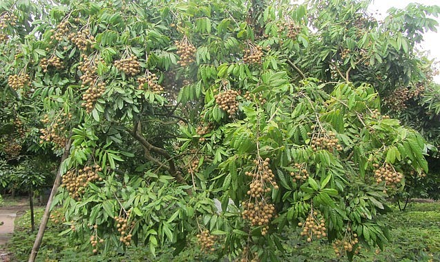 Vụ nhãn năm nay không thuận lợi, nhưng vườn nhãn của ông Ứng vẫn cho năng suất cao.