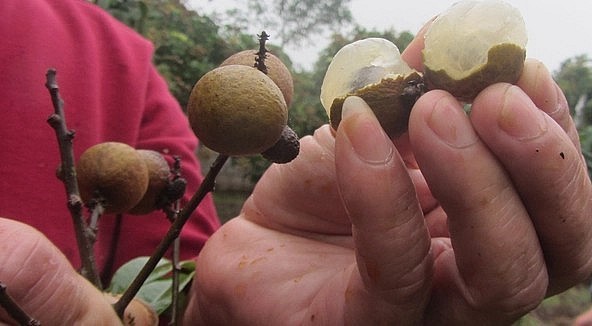 Nhãn nghịch vụ cho cùi dày và thơm ngọt.