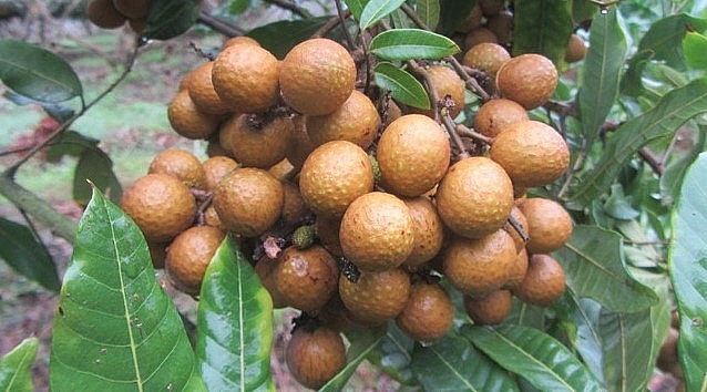 20 năm gắn bó với cây nhãn, ông Ứng đã thành công trong việc cho nhãn ra quả nghịch vụ.