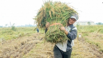 Giống nếp bể còn có tên gọi khác rất hay, quý đến mức được dân làng Keo duy trì từ đời này qua đời khác
