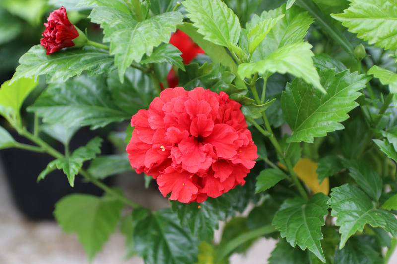 Dâm bụt- Cây cảnh đẹp, vị thuốc hay