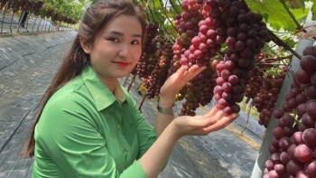 Kỹ sư chăm nho bằng rượu tỏi và ớt ngâm, chùm sai trĩu giàn có ngày thu vài chục triệu