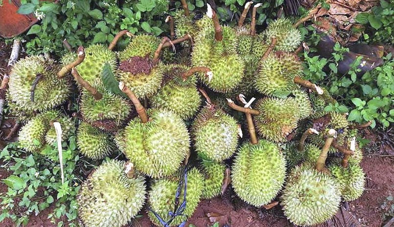 Có những nhà vườn chịu thiệt hại lớn khi giông lốc làm rụng cả tấn sầu riêng non.