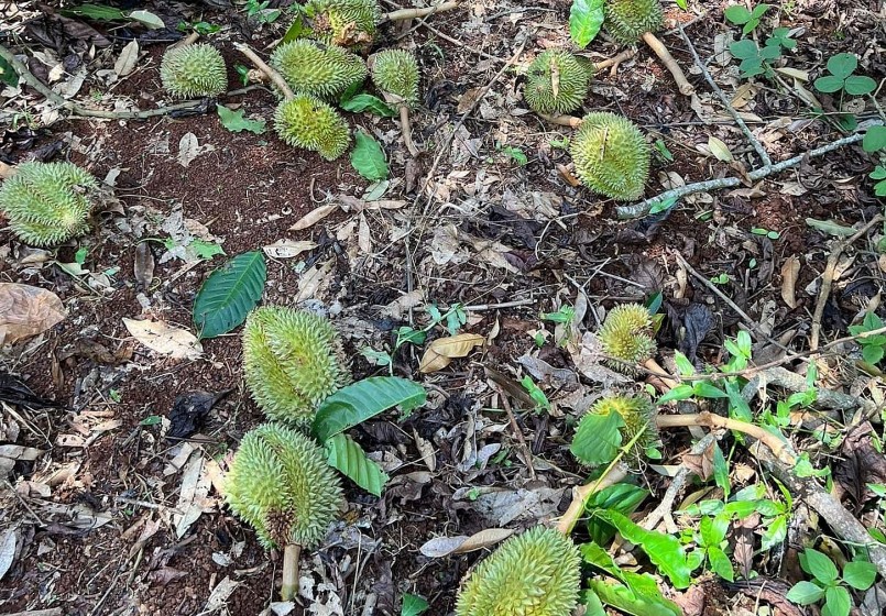 Nhiều nhà vườn sảy ra hiện tượng sầu riêng rụng trái non mà không có giải pháp khắc phục.