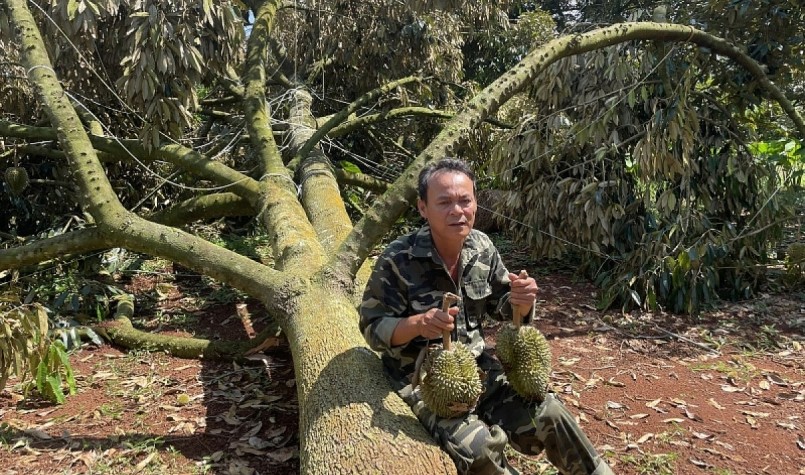 Nhà vườn trồng sầu riêng ở Đăk Lăk thường xuyên phải đối mặt với giông lốc làm gãy đổ rụng trái sầu riêng.