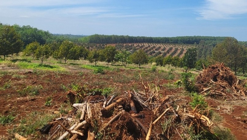 Cây sầu riêng nhạy cảm với thời tiết và chi phí đầu tư lớn nên ngành chức năng khuyến cao không nên ồ ạt chặt bỏ cây trồng khác để trồng sầu riêng.