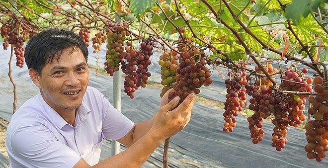Kỹ sư chăm nho bằng rượu tỏi và ớt ngâm, chùm sai trĩu giàn có ngày thu vài chục triệu