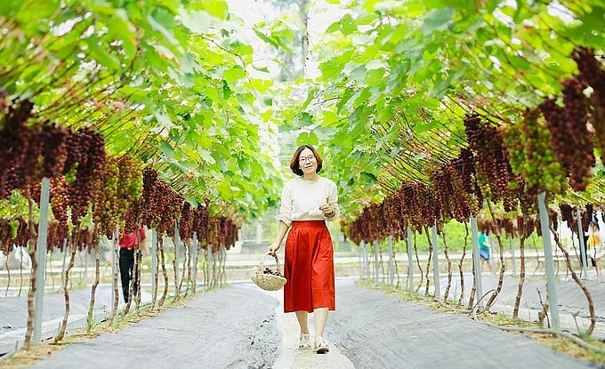 Kỹ sư chăm nho bằng rượu tỏi và ớt ngâm, chùm sai trĩu giàn có ngày thu vài chục triệu