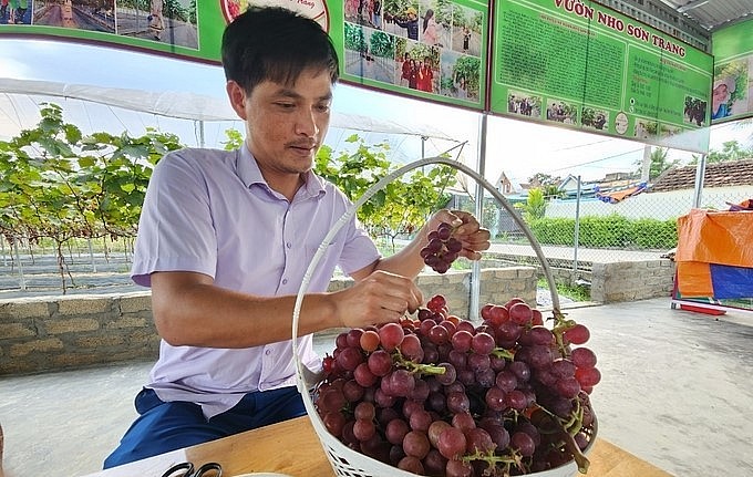 Kỹ sư chăm nho bằng rượu tỏi và ớt ngâm, chùm sai trĩu giàn có ngày thu vài chục triệu