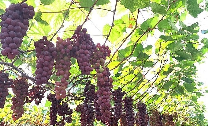 Kỹ sư chăm nho bằng rượu tỏi và ớt ngâm, chùm sai trĩu giàn có ngày thu vài chục triệu