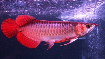 Nuôi loài cá cảnh vua với bí quyết chăm cá rồng giống thu 700 triệu mỗi năm