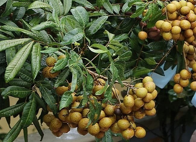 Tác dụng của Long nhãn đối với sức khoẻ