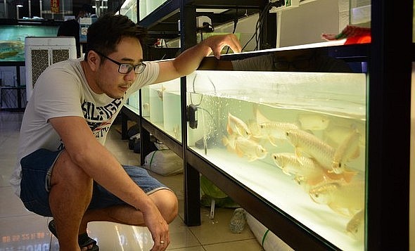  Anh Quách Văn Hưng bên bể cá rồng.