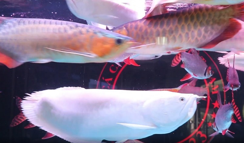 hay mỗi loại cá rồng đều có đặc tính riêng, người nuôi cần phải biết rõ và đủ kiến thức mới giúp cá lớn nhanh.