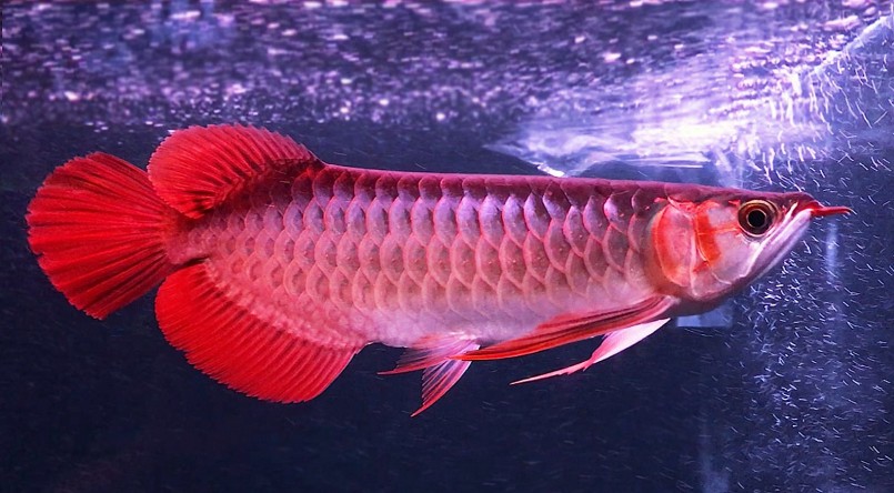 Cá rồng được coi là vua của các loại cá cảnh với giá rất đắt đỏ.