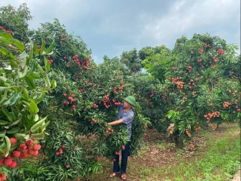 Niên vụ vải thiều 2025: Sản lượng cao, thị trường rộng mở