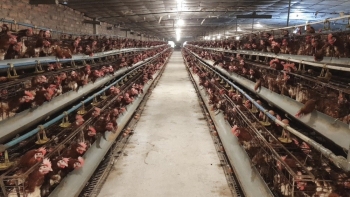 Hưng Yên: Đánh giá Đề án chăn nuôi tập trung và quy hoạch hệ thống giết mổ gia súc