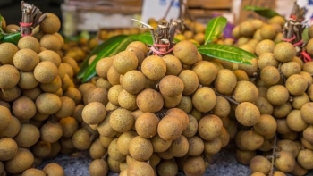 Hưng Yên: Kết nối xuất khẩu nhãn, các sản phẩm chế biến từ nhãn sang thị trường Nhật Bản