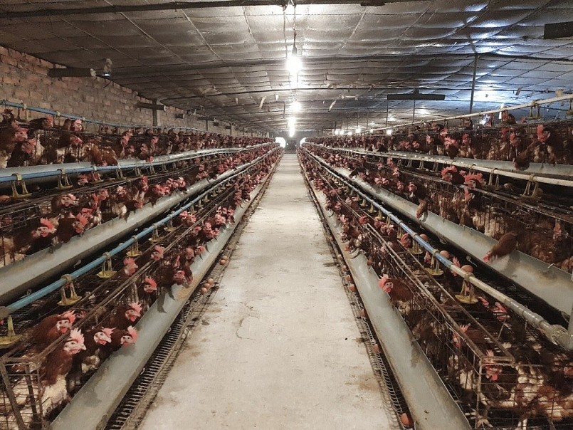 Hưng Yên: Đánh giá Đề án chăn nuôi tập trung và quy hoạch hệ thống giết mổ gia súc