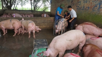 Giá heo hơi hôm nay 14/7: Rời đỉnh sau khi giảm nhẹ ở miền Bắc, vì sao giá heo rất khó vượt mốc 70.000 đồng/kg?