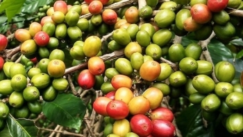 Giá nông sản hôm nay 14/7: Cà phê biến động giảm 200 đồng/kg, hồ tiêu im lìm ở đáy 67.000 đồng/kg
