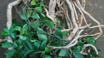 Sâm xuyên đá vì sao được ví như báu vật trên vùng cao nguyên đá Hà Giang?