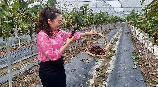 Vườn nho Hạ Đen hứa hẹn sẽ đem lại những trải nghiệm thú vị cho du khách khi đến Đông Triều, Quảng Ninh. Vườn nho Hạ Đen hứa hẹn sẽ đem lại những trải nghiệm thú vị cho du khách khi đến Đông Triều, Quảng Ninh.